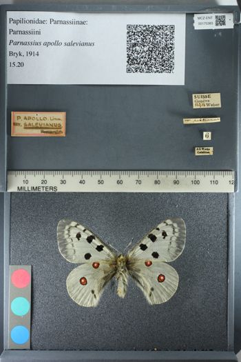 Media type: image;   Entomology 175383